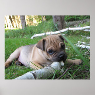 Mops/Sharpei valptryck Poster