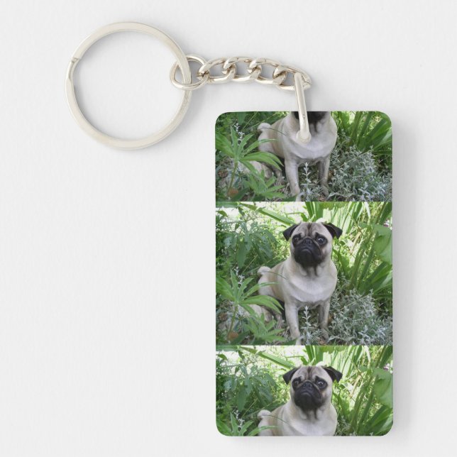 mops sittande (Framsidan)