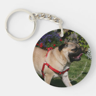 Mops som ha på sig den röda selet