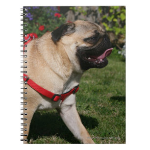 Mops som ha på sig den röda selet anteckningsbok med spiral