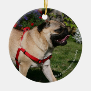 Mops som ha på sig den röda selet julgransprydnad keramik