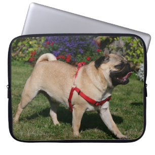 Mops som ha på sig den röda selet laptop fodral