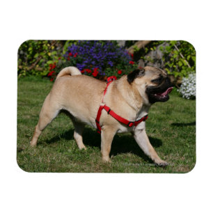 Mops som ha på sig den röda selet magnet