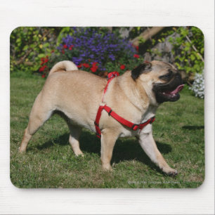 Mops som ha på sig den röda selet musmatta