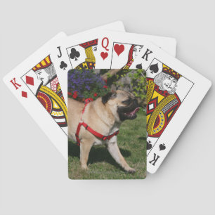 Mops som ha på sig den röda selet spel kort