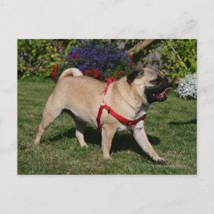 Mops som ha på sig den röda selet vykort