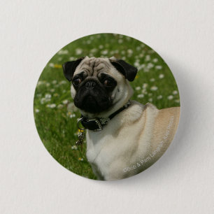 Mops som leker i blommor knapp