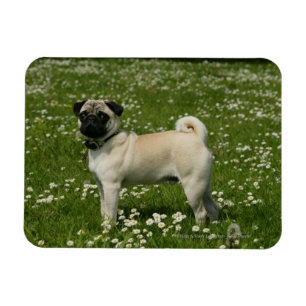 Mops som leker i blommor magnet