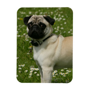 Mops som leker i blommor magnet