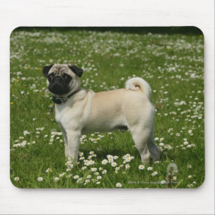 Mops som leker i blommor musmatta