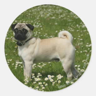 Mops som leker i blommor runt klistermärke