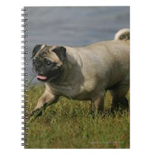 Mops som leker nära vatten anteckningsbok med spiral