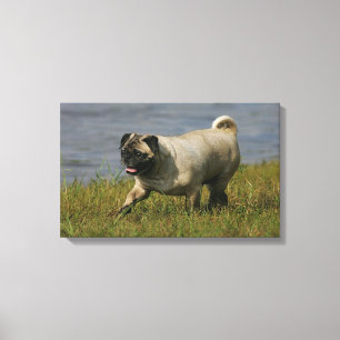 Mops som leker nära vatten canvastryck