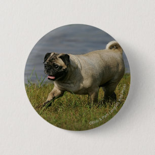 Mops som leker nära vatten knapp