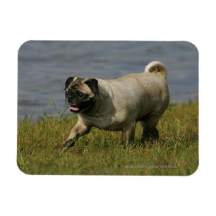 Mops som leker nära vatten magnet