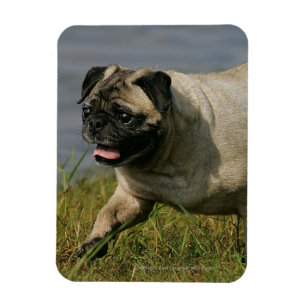 Mops som leker nära vatten magnet