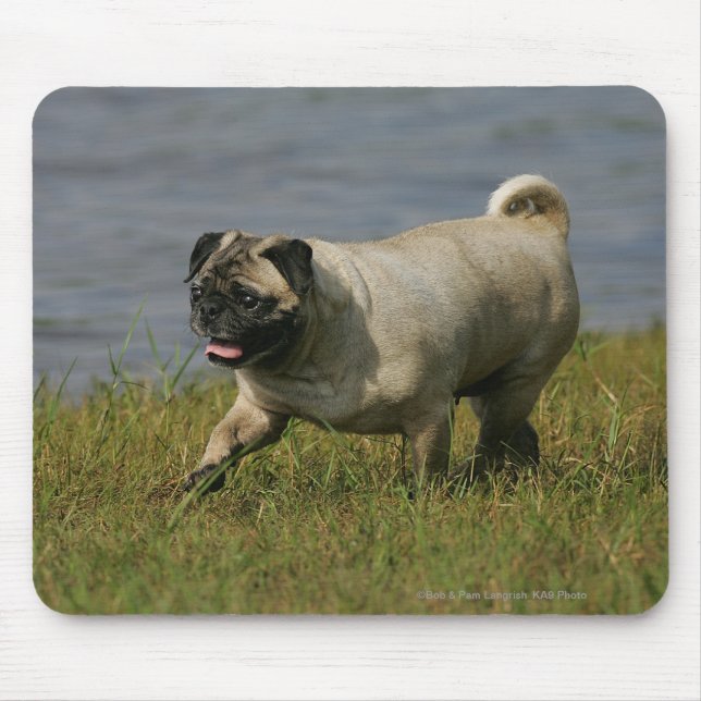 Mops som leker nära vatten musmatta (Framsidan)