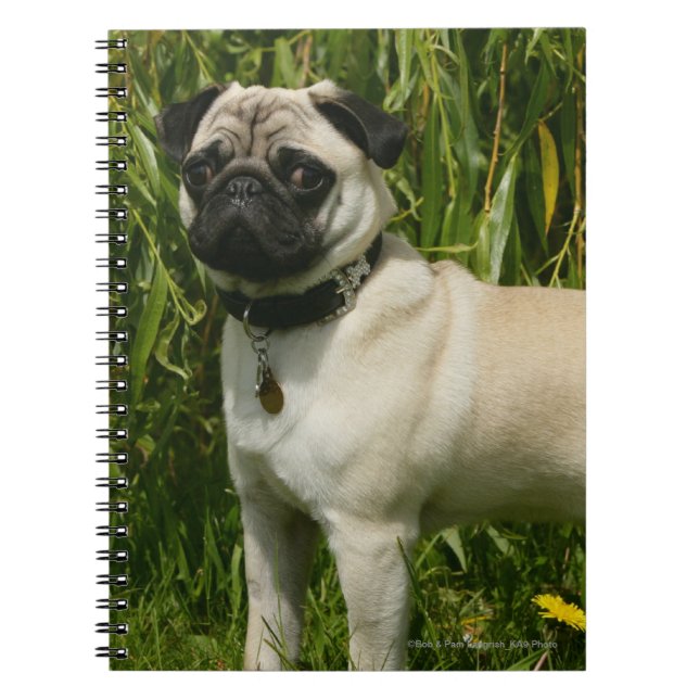 Mops tittar kamera anteckningsbok med spiral (Framsidan)