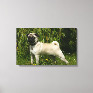 Mops tittar kamera canvastryck