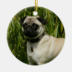 Mops tittar kamera julgransprydnad keramik