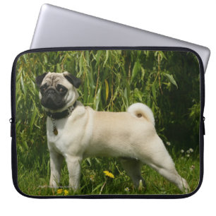 Mops tittar kamera laptop fodral