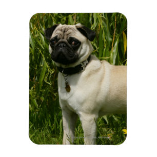 Mops tittar kamera magnet