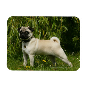 Mops tittar kamera magnet