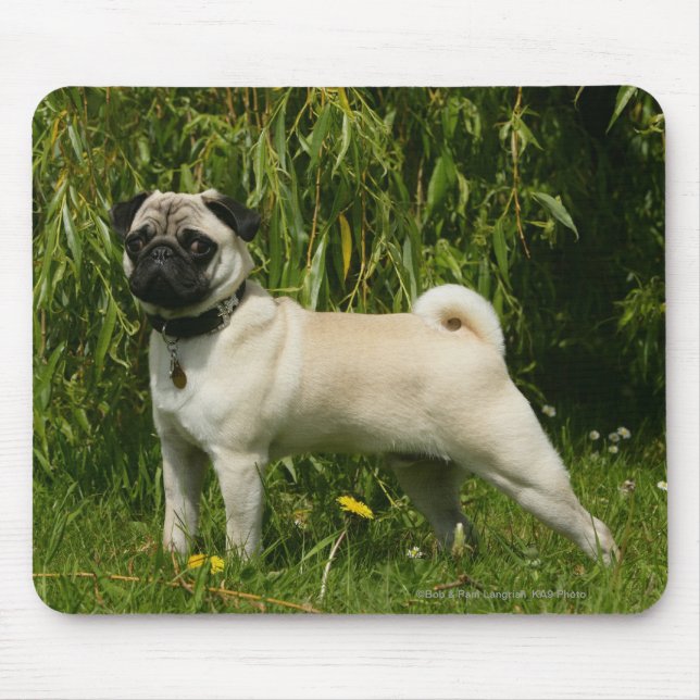 Mops tittar kamera musmatta (Framsidan)