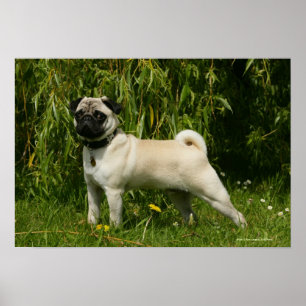 Mops tittar kamera poster