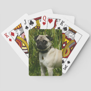 Mops tittar kamera spelkort