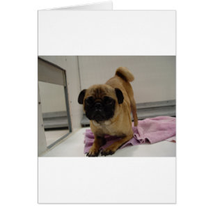 mops-valp.png hälsningskort