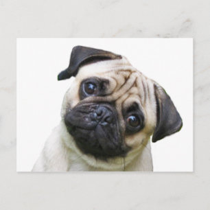 mops vykort