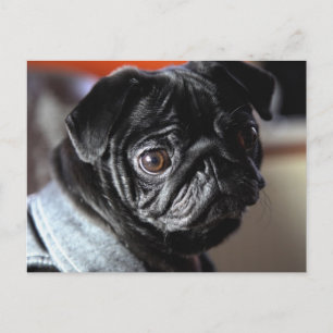 Mops Vykort