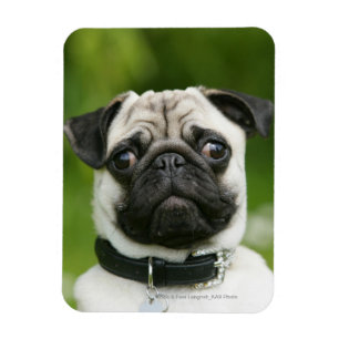 Mopsheadshot Magnet