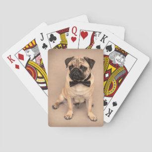 Mopshund med flugan casinokort