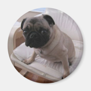 Mopsmagnet Machi Magnet