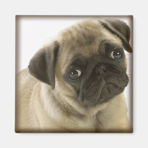Mopsmagnet Magnet