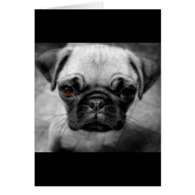 Mopsvalp Hälsningskort (Framsidan)