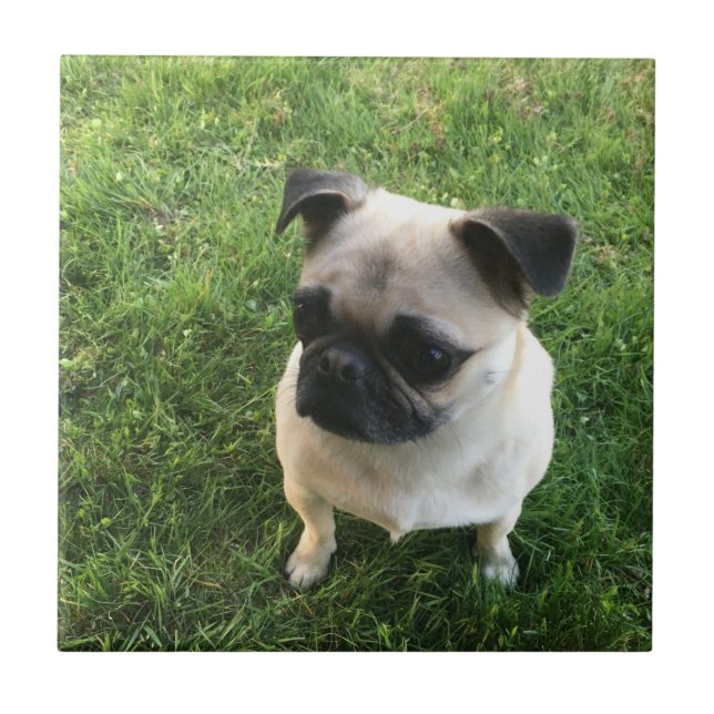Mopsvalp Kakelplatta (Framsidan)