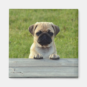 Mopsvalp Magnet