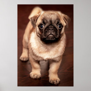 Mopsvalp Poster
