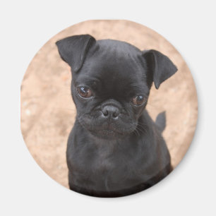Mopsvalpmagnet Magnet
