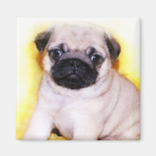 Mopsvalpmagnet Magnet