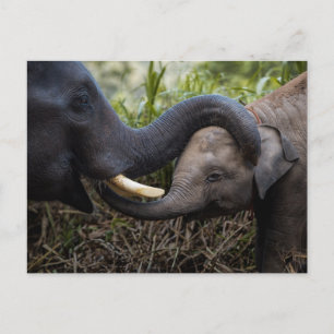Mor & Baby Elephant Shoection Affection Vykort