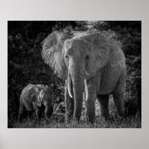 MOR & BABY ELEPHANTS - BLACK & WHITE