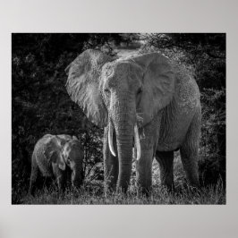 MOR & BABY ELEPHANTS - BLACK & WHITE POSTER