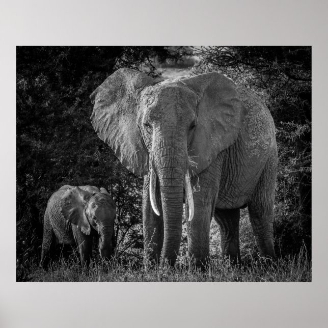 MOR & BABY ELEPHANTS - BLACK & WHITE POSTER (Framsidan)