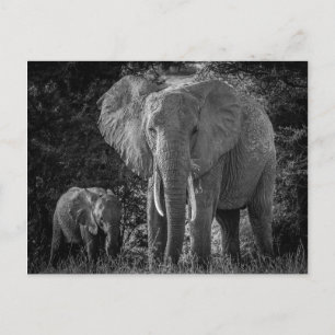 MOR & BABY ELEPHANTS - BLACK & WHITE VYKORT