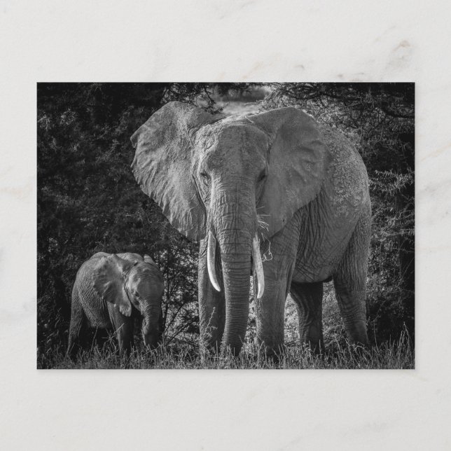 MOR & BABY ELEPHANTS - BLACK & WHITE VYKORT (Framsida)