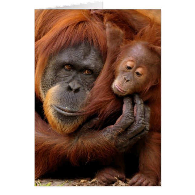 Mor & Baby Orangutan Hälsningskort (Framsidan)